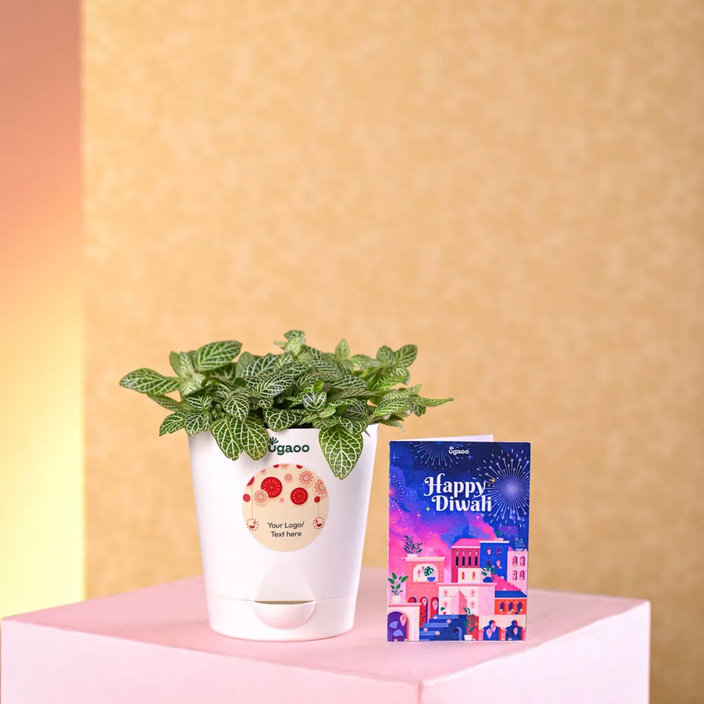 Fittonia Green Plant (Nerve Plant) Diwali Gift