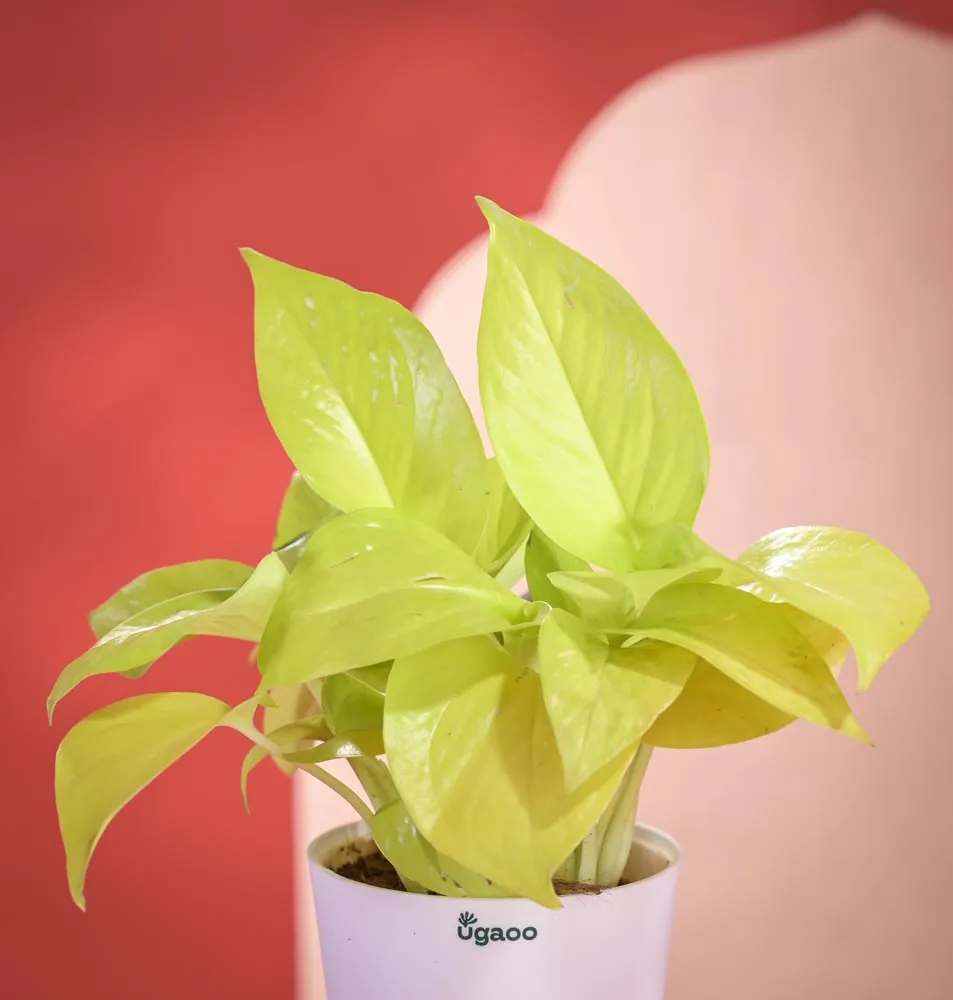 Golden Money Plant Diwali Gift with Greeting Card