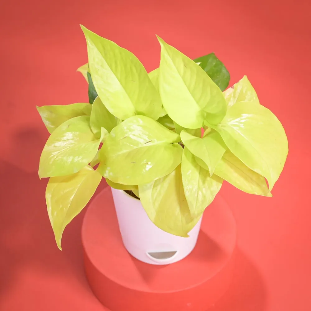 Golden Money Plant Diwali Gift with Greeting Card